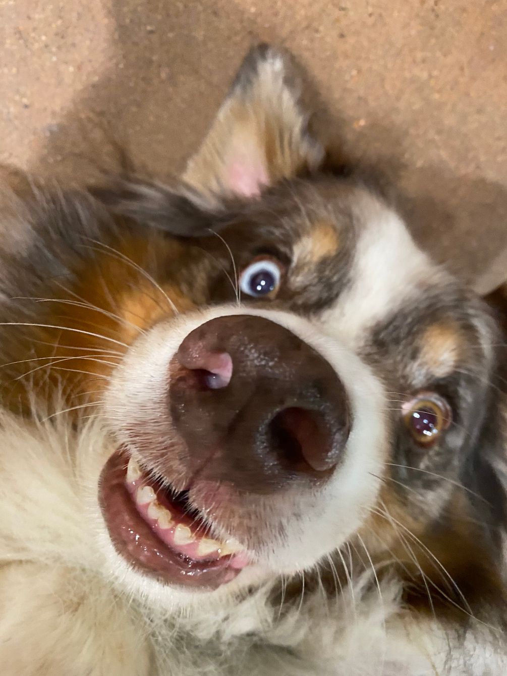 About the  campaign on Bonfire 2