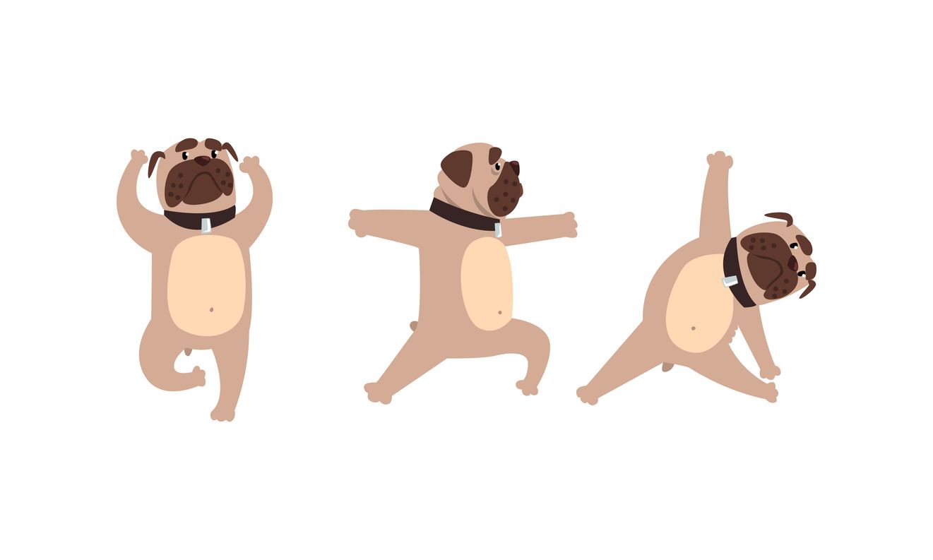 About the Yoga Pugs campaign on Bonfire 2
