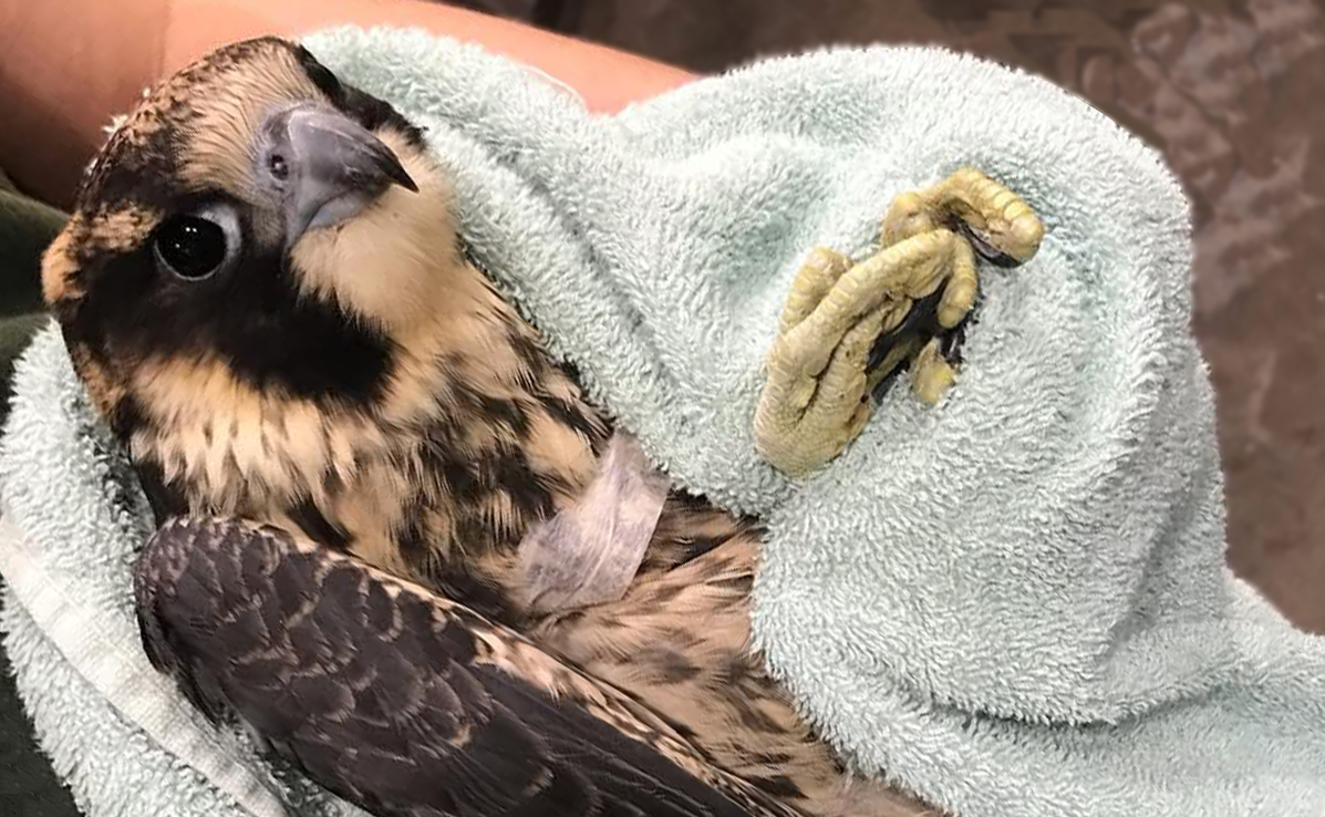 About the REGI Peregrine Falcon (March) campaign on Bonfire 2