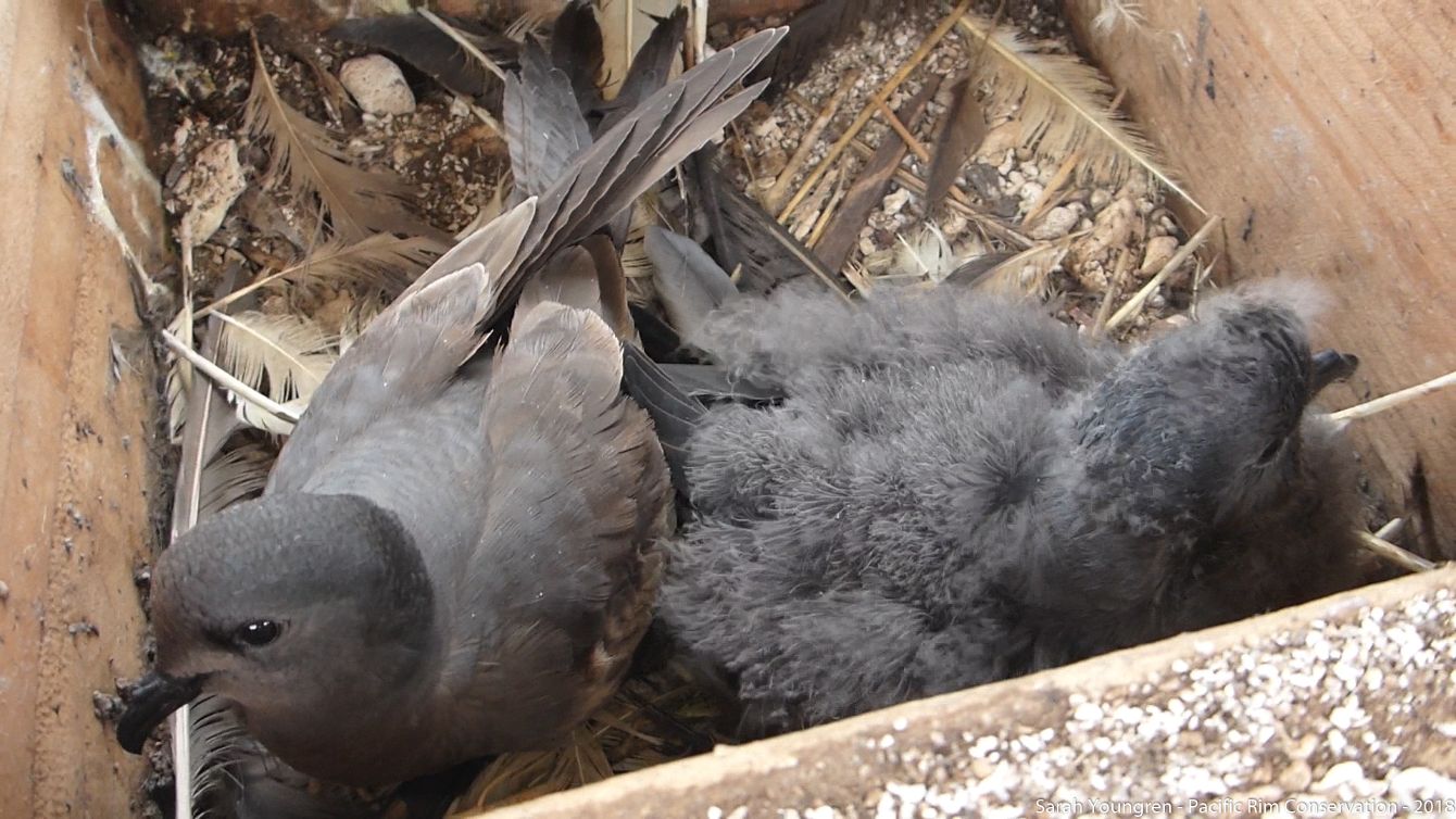 About the TRSPY TREAT - Performance campaign on Bonfire 3