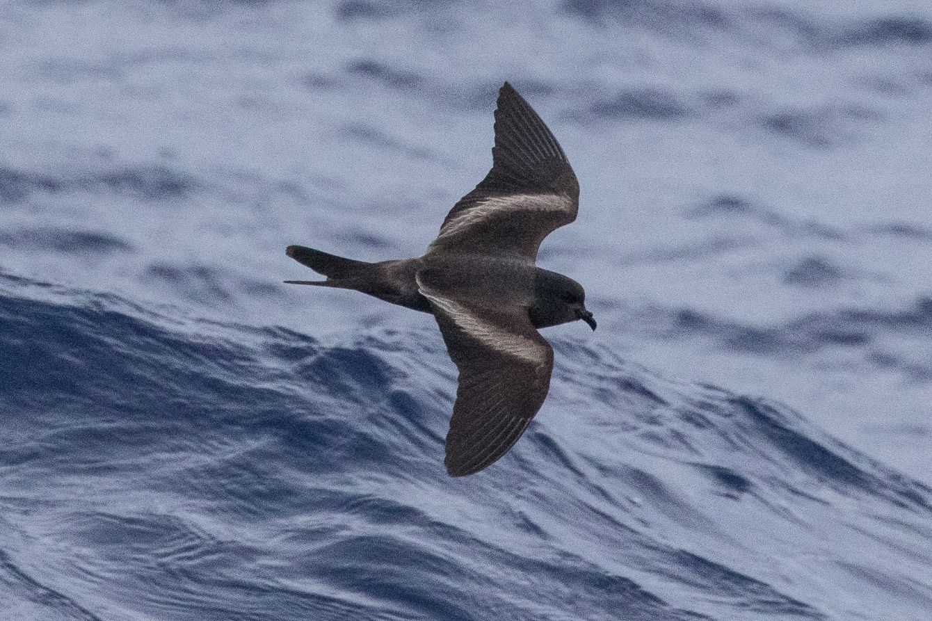 About the TRSPY TREAT - Performance campaign on Bonfire 2