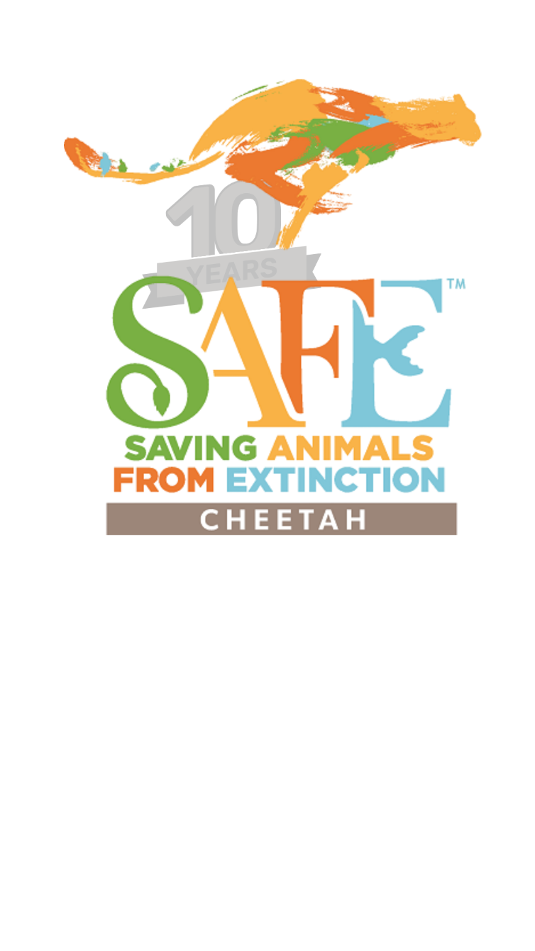 About the Cheetah SAFE Celebrating 10 years (option 2) campaign on Bonfire 2