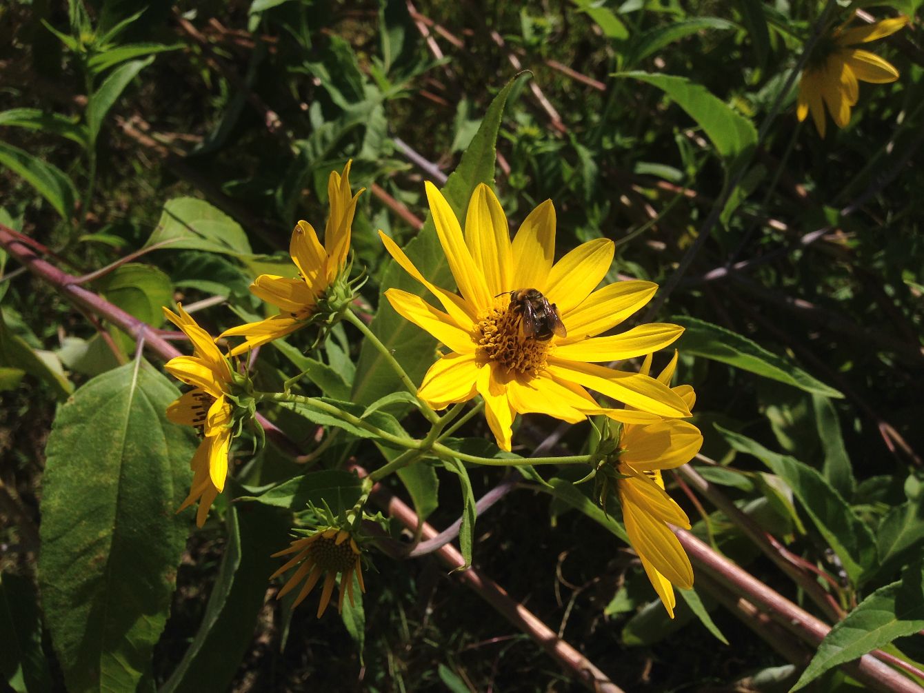 About the Bee Heard Shirt campaign on Bonfire 1