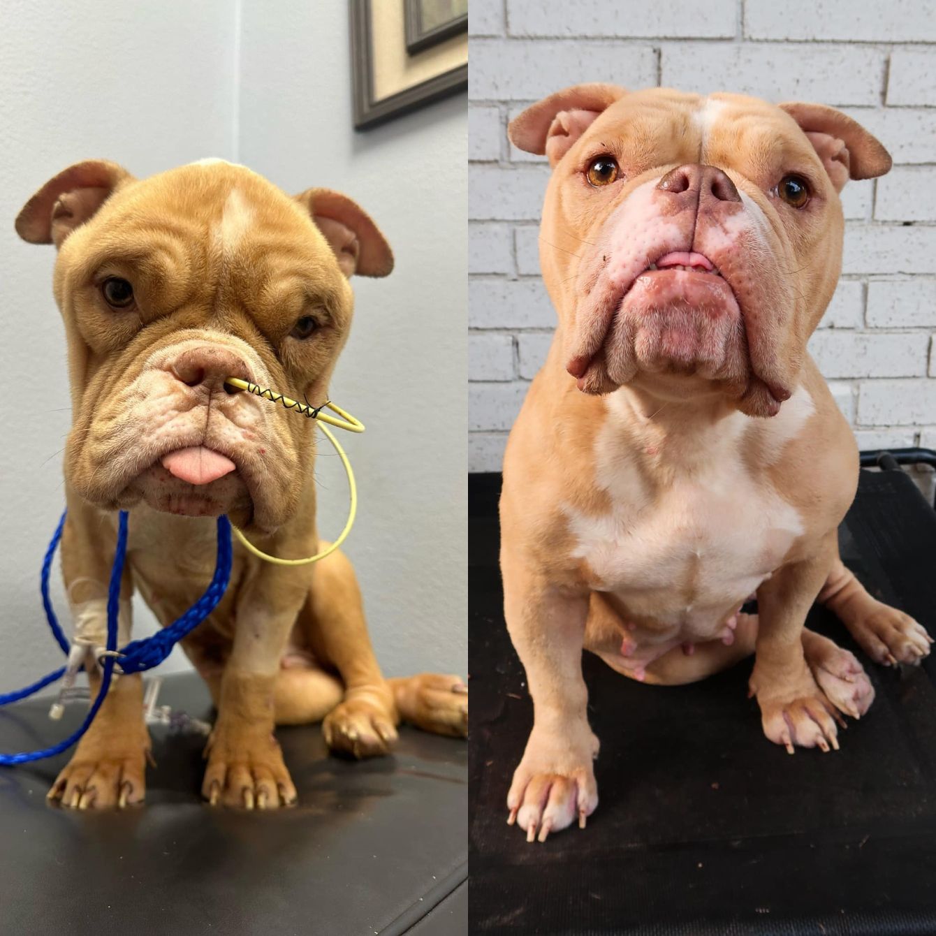 About the Billie Merch! campaign on Bonfire 2