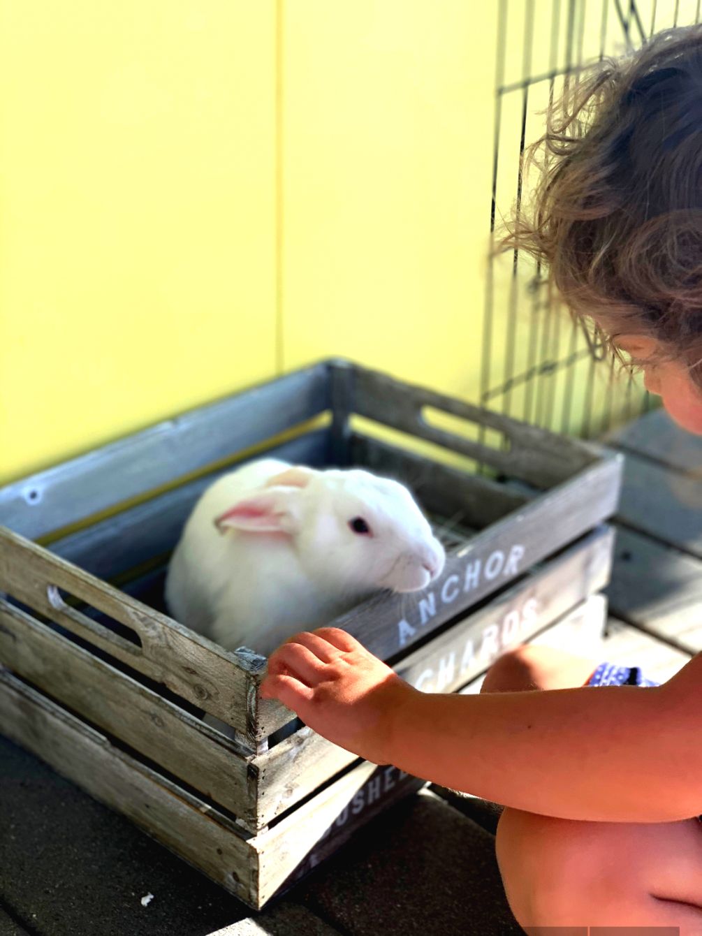 Cottontail Bunny RESCUE | Bonfire