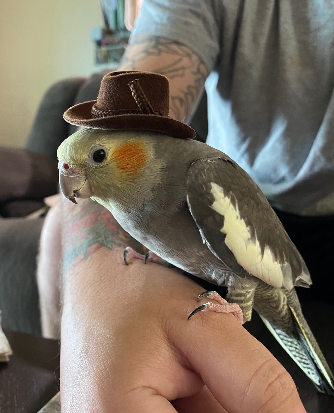 About the Peaches the Naughty Bird campaign on Bonfire 2