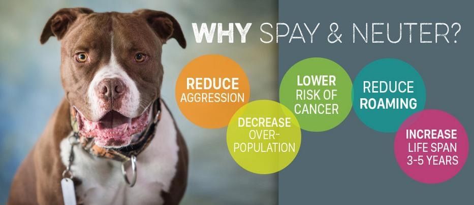 About the Pit Bull Awareness Month campaign on Bonfire 2