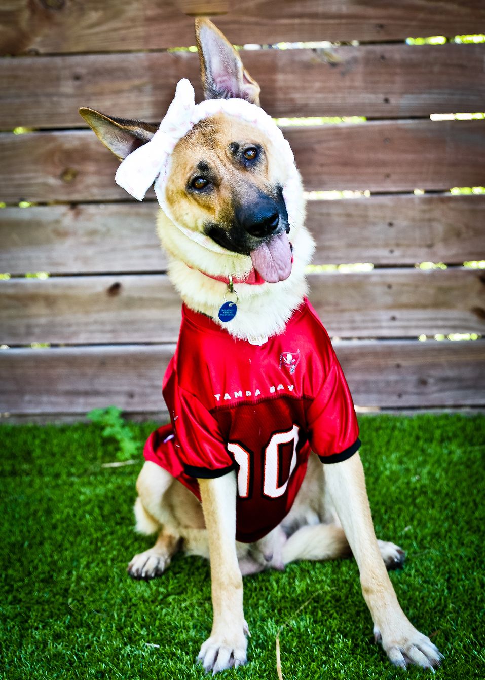 About the Adopt Don't Shop campaign on Bonfire 2