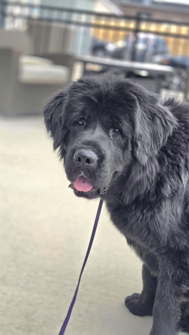 About the New Hips for Yogi campaign on Bonfire 2