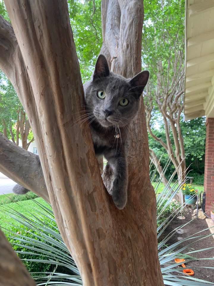 About the May life treat you... you treat animals Tee campaign on Bonfire 2