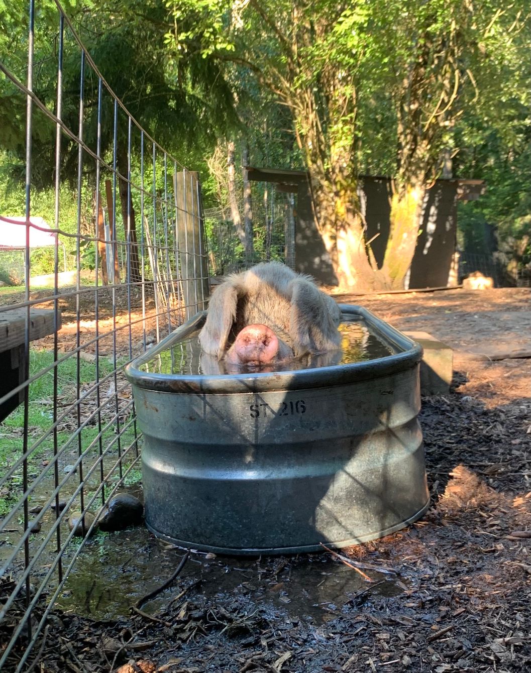 About the Hog Girl Summer! campaign on Bonfire 2