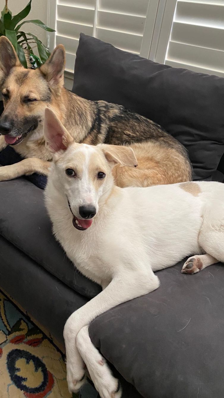 Angel's Furry Friends Rescue Bonfire