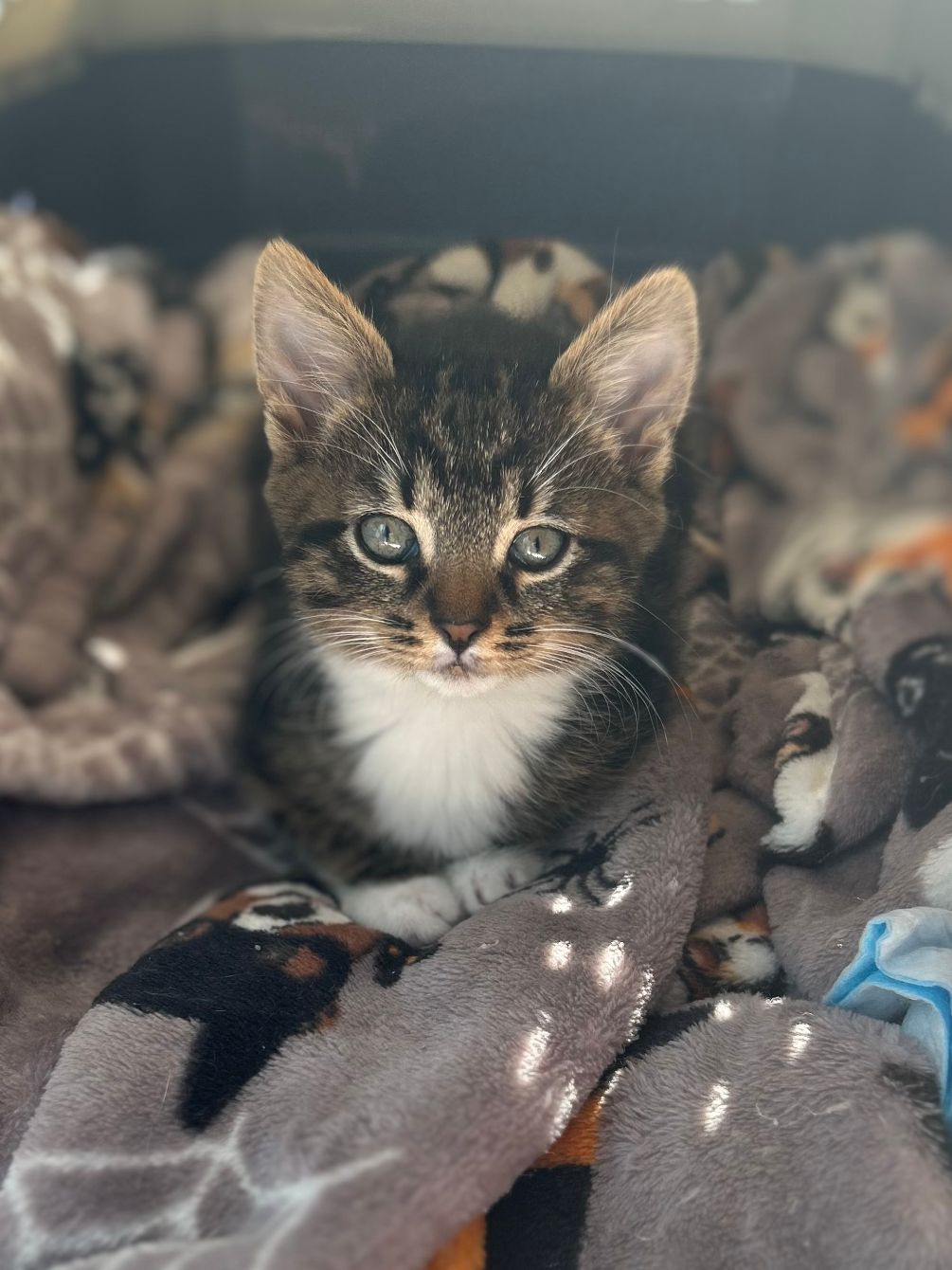 About the  campaign on Bonfire 2