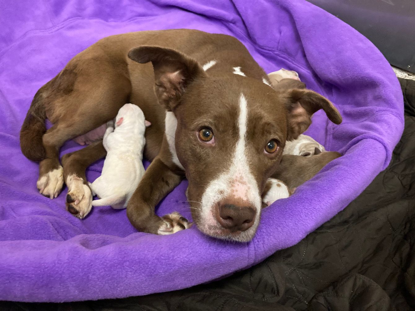 About the  campaign on Bonfire 3