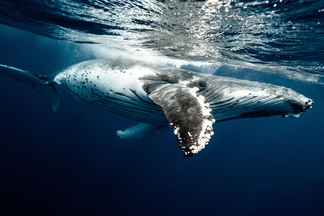 About the Hope for Humpbacks II campaign on Bonfire 1
