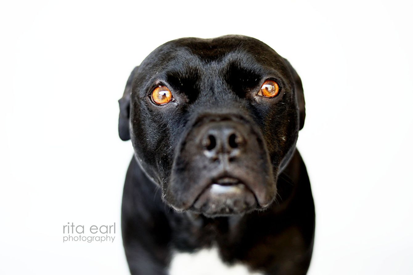 About the END DOGFIGHTING - TODD campaign on Bonfire 2