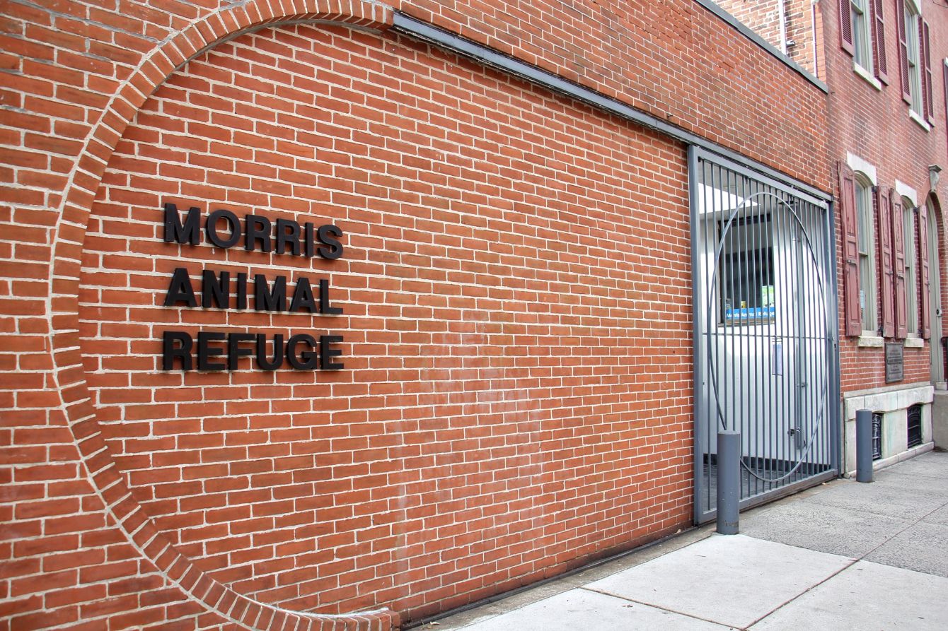 About the Vintage Morris Animal Refuge campaign on Bonfire 1