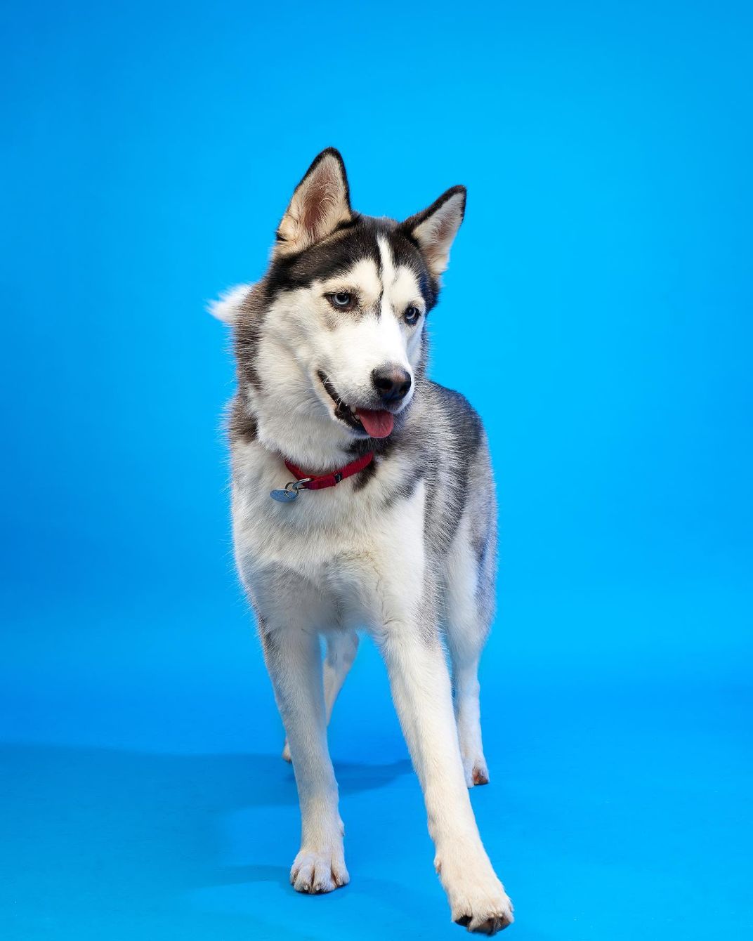 About the CCR + Pride campaign on Bonfire 2