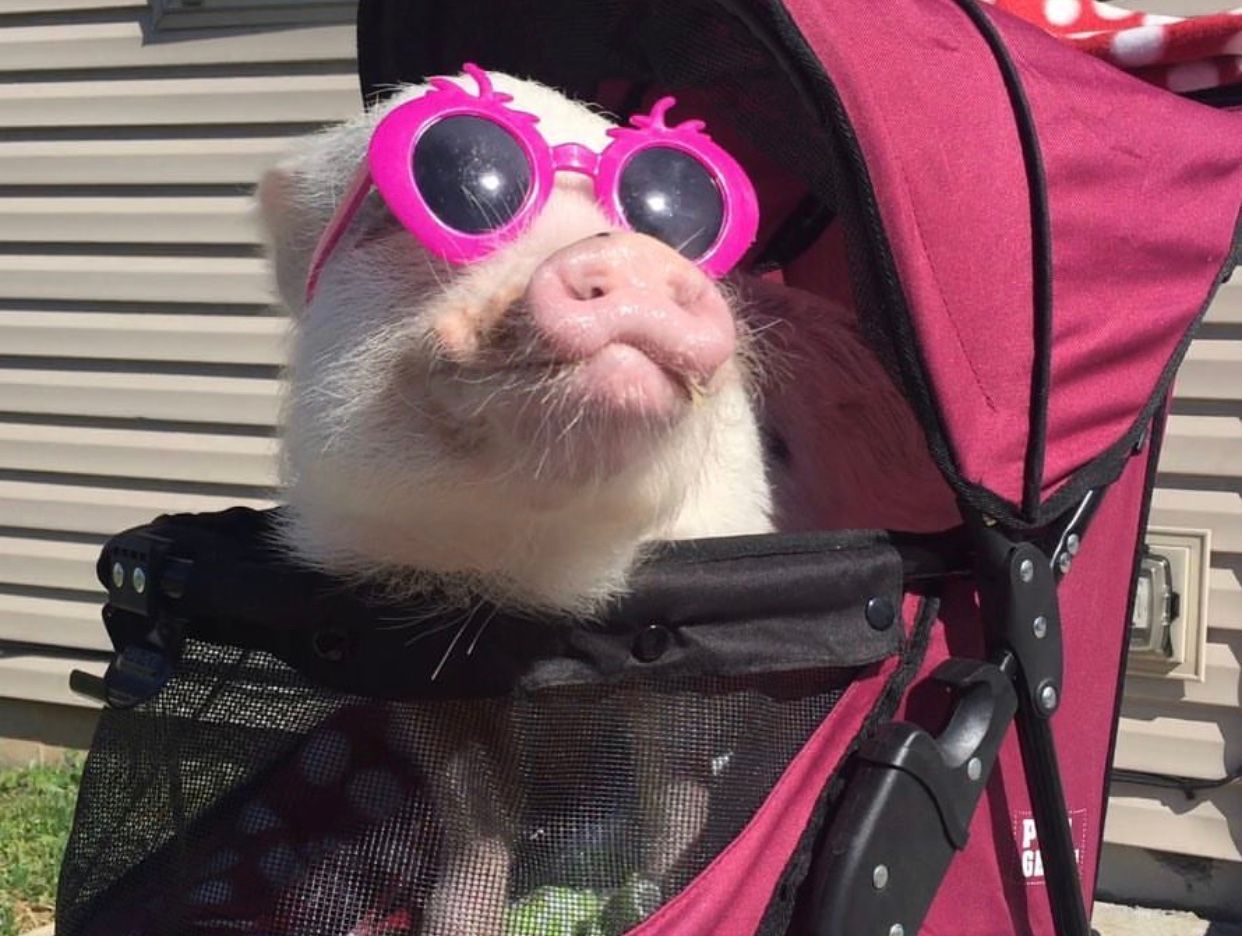 About the Rainbow campaign on Bonfire 2