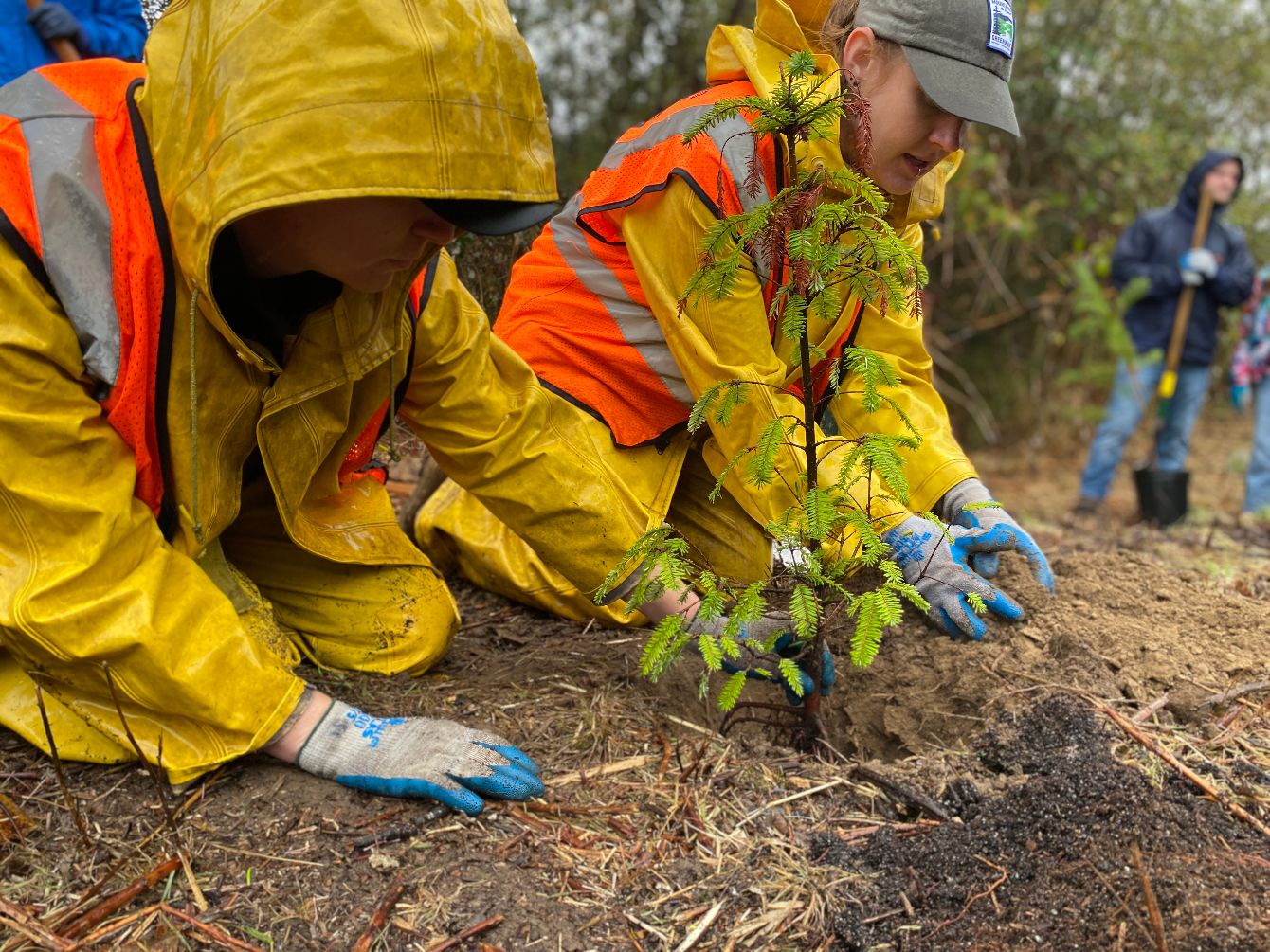 About the More Trees Please campaign on Bonfire 3
