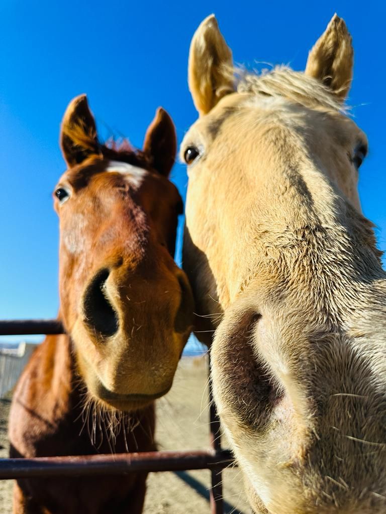 About the Celebrate Life Run 5k 2026 campaign on Bonfire 2