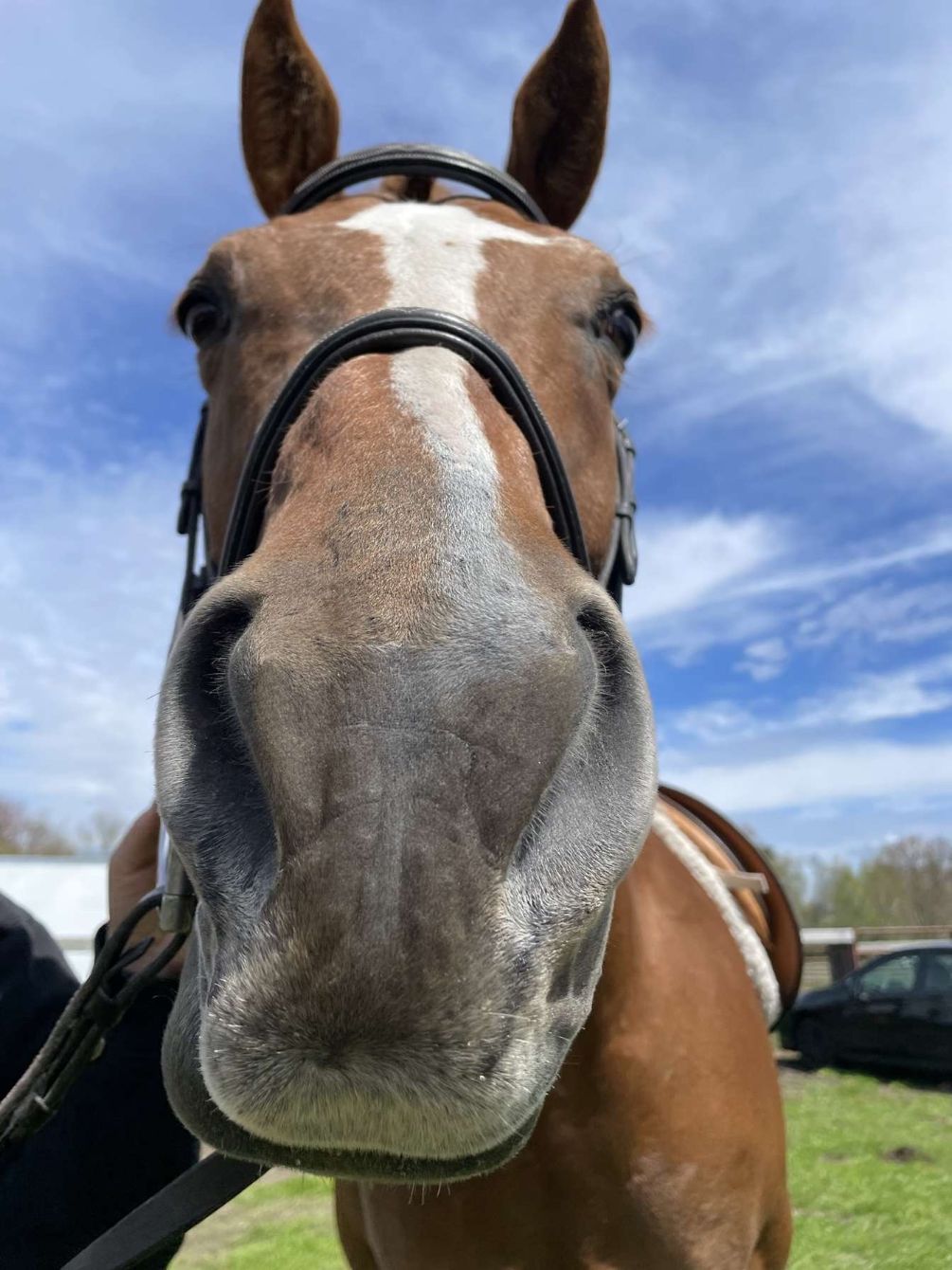 About the Support Our Horses campaign on Bonfire 2