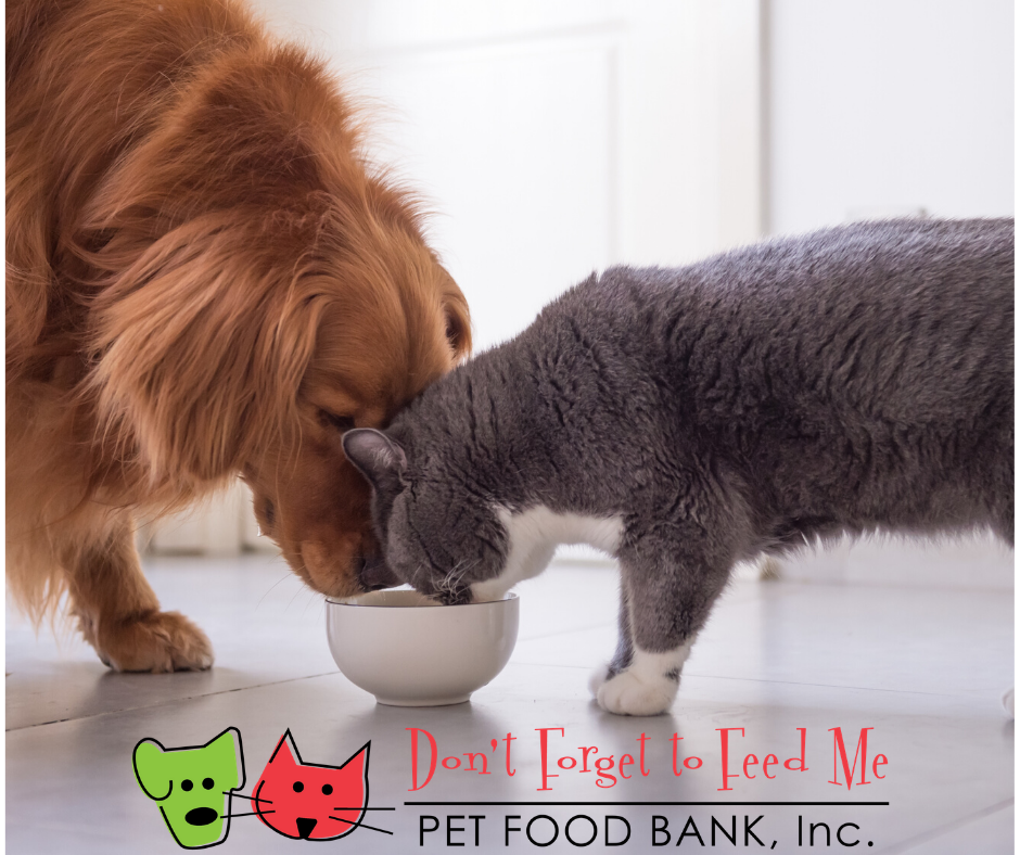 About the DF2FM Cat Muzzle Mug campaign on Bonfire 2