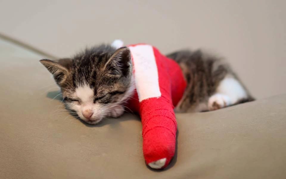 About the APCSM Life Is Precious Campaign campaign on Bonfire 2