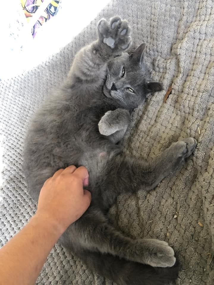 About the San Antonio Humane Society Cat T-Shirt campaign on Bonfire 2