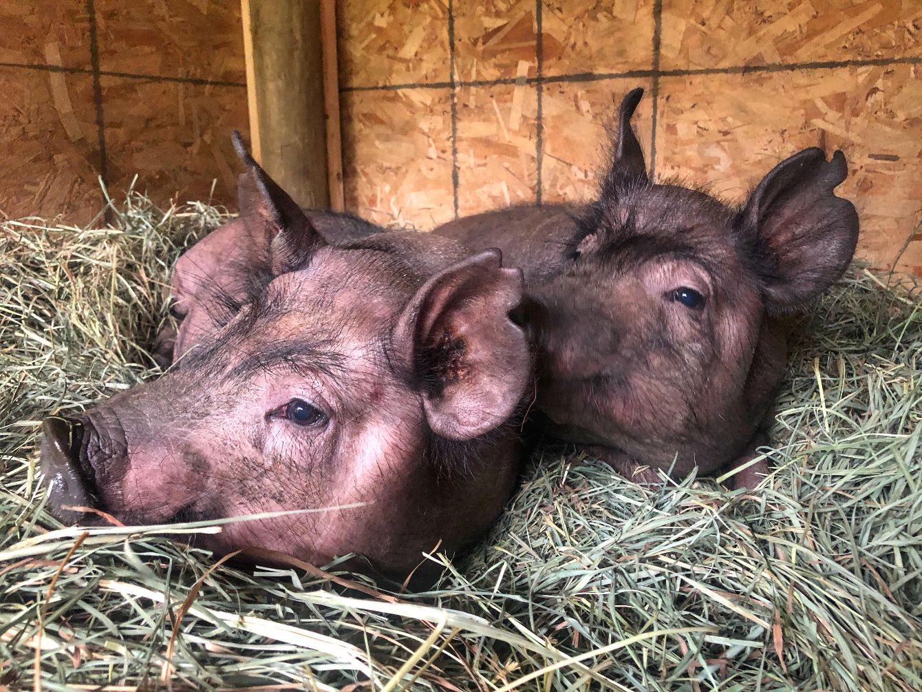 About the Be Cruelty Free with Heartwood Haven campaign on Bonfire 2