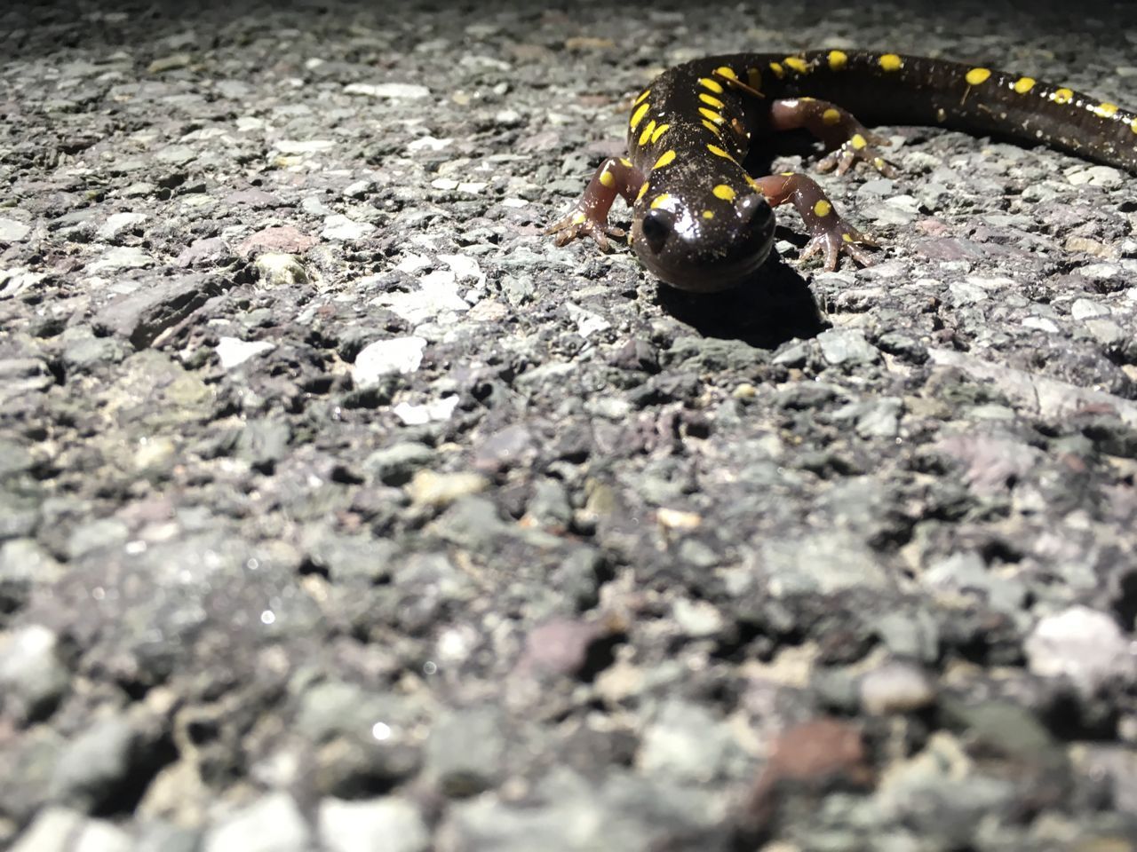 About the BEAT Spotted Salamander Shirt (black font) campaign on Bonfire 1