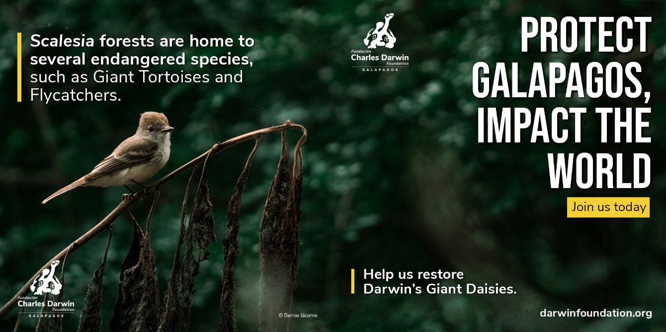 About the Saving Scalesia Forests from extinction campaign on Bonfire 2