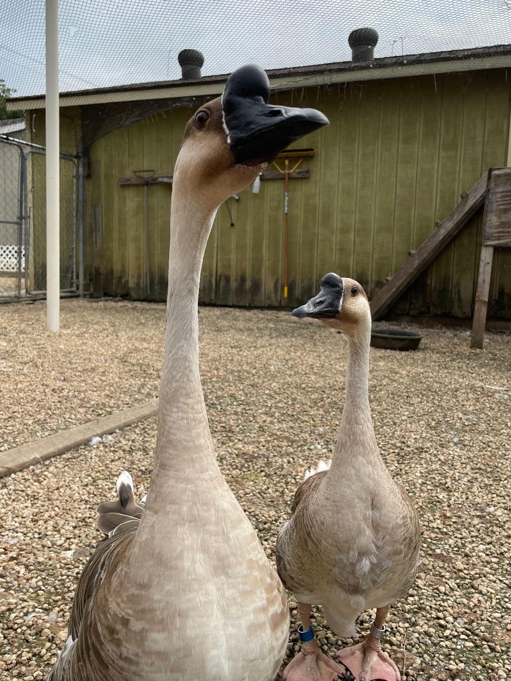 About the Hardy & Laurel campaign on Bonfire 2