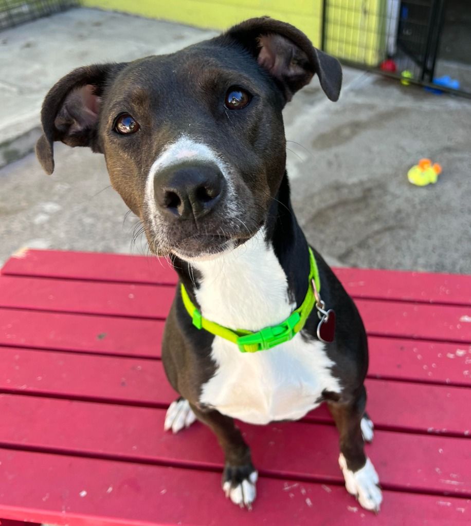 About the &nbsp;IHD '24 Volunteers!&nbsp; campaign on Bonfire 3