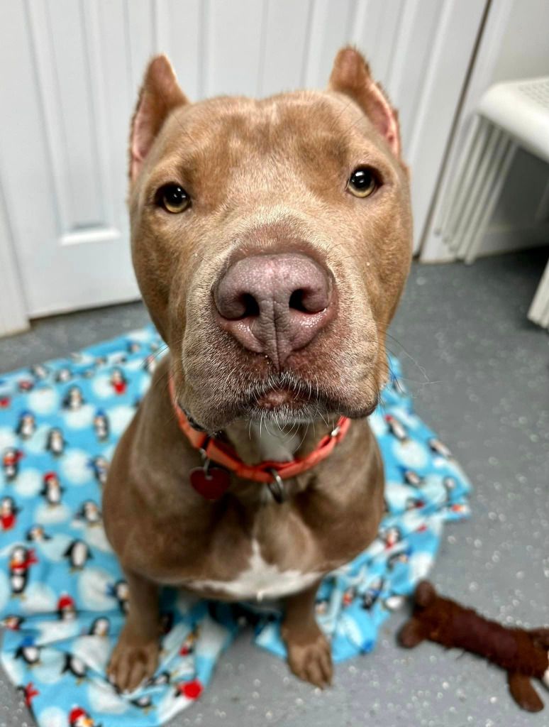 About the &nbsp;IHD '24 Volunteers!&nbsp; campaign on Bonfire 2