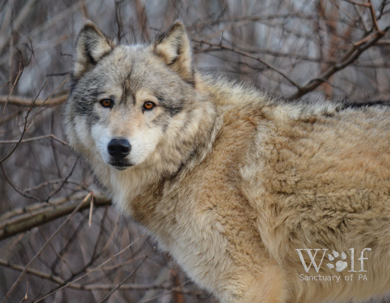 About the Support Wolf Sanctuary of PA campaign on Bonfire 2