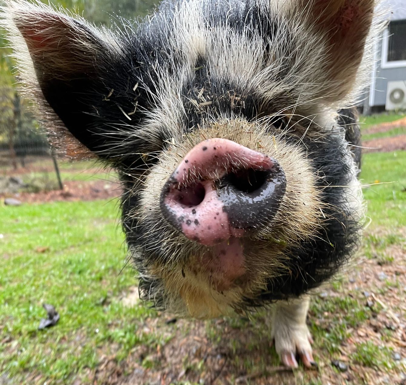 About the Heartwood Haven At Roy campaign on Bonfire 2