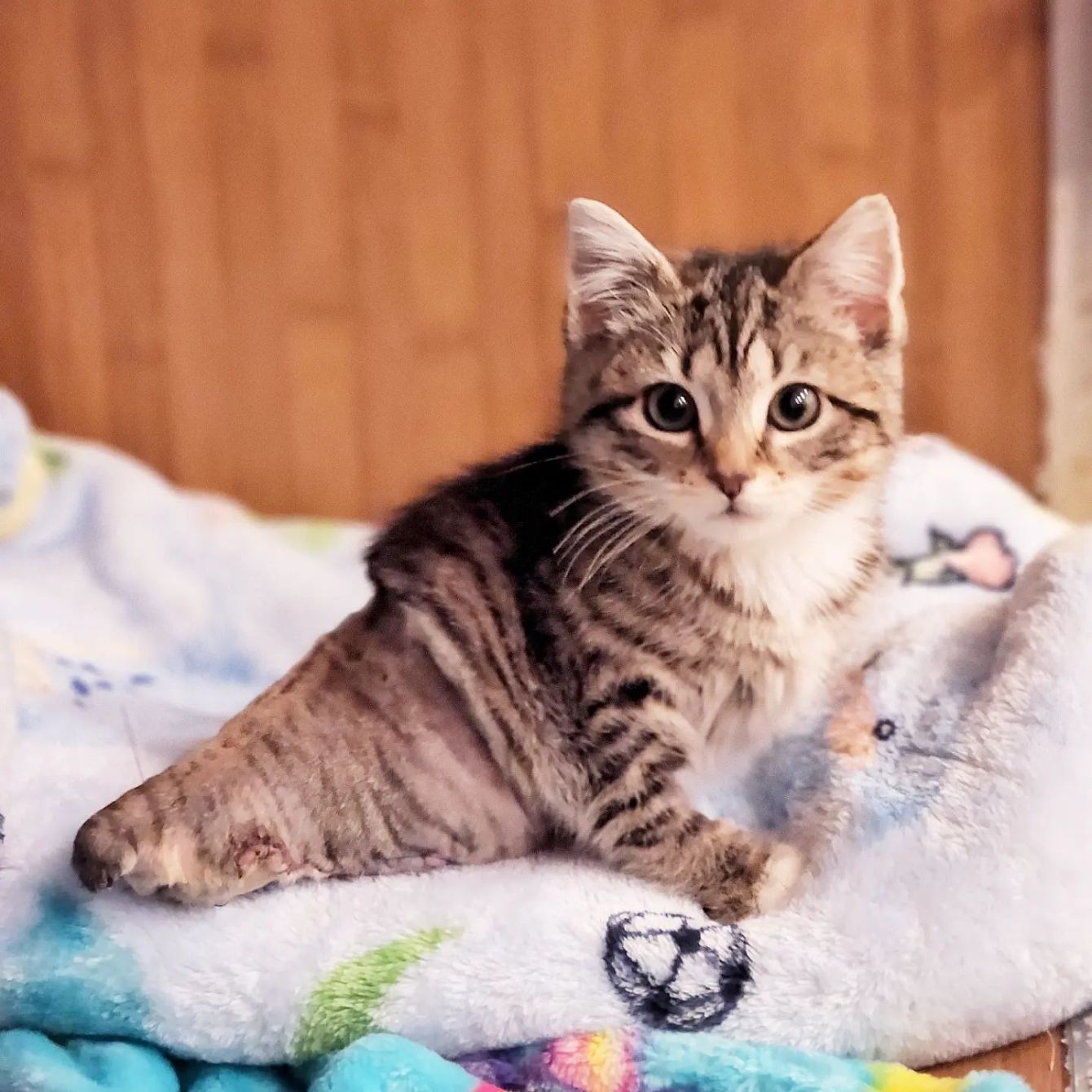 About the Sprinkles! campaign on Bonfire 2