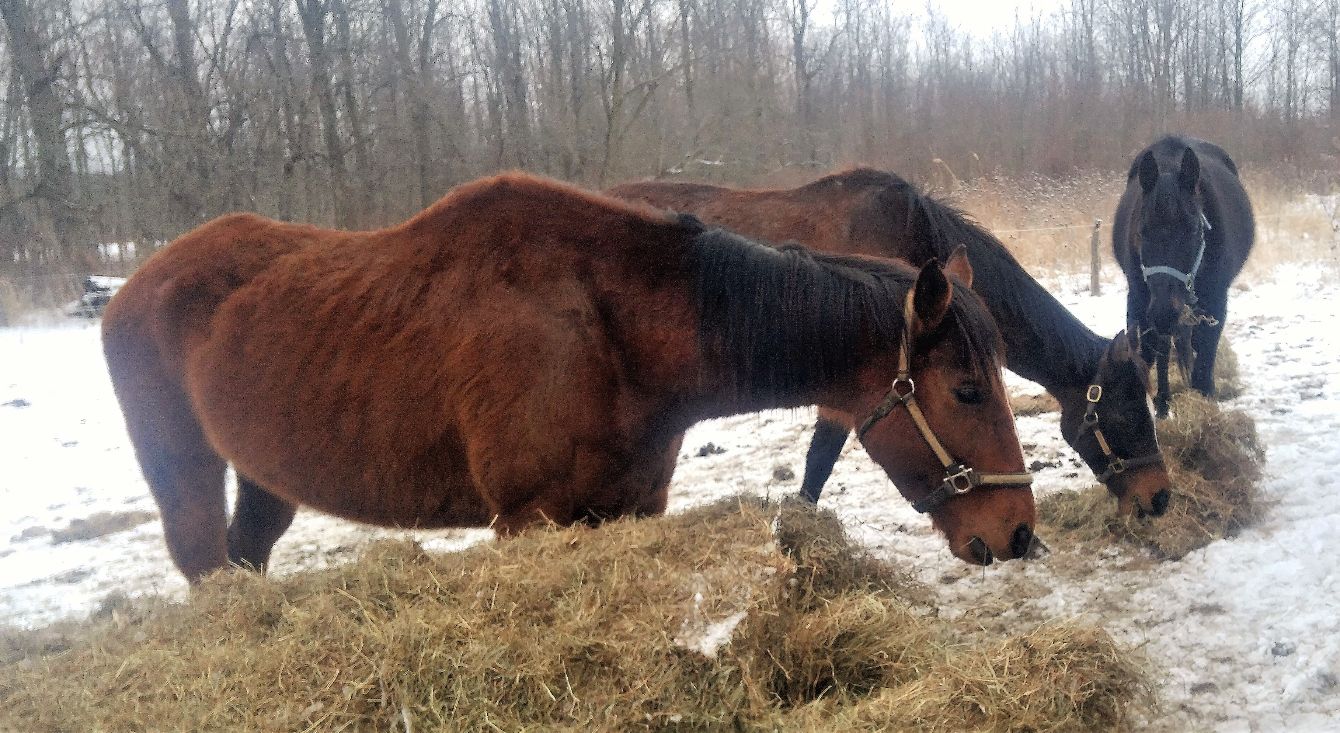 About the Feed The Rescue Horses campaign on Bonfire 2