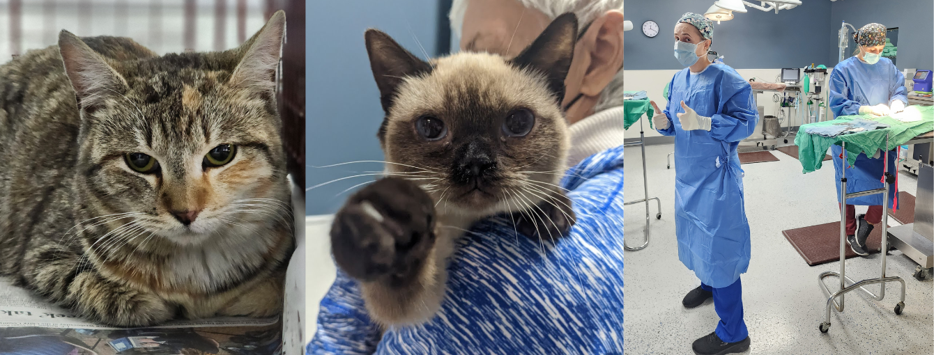 About the Ear Tips Are So Hot Right Meow campaign on Bonfire 5