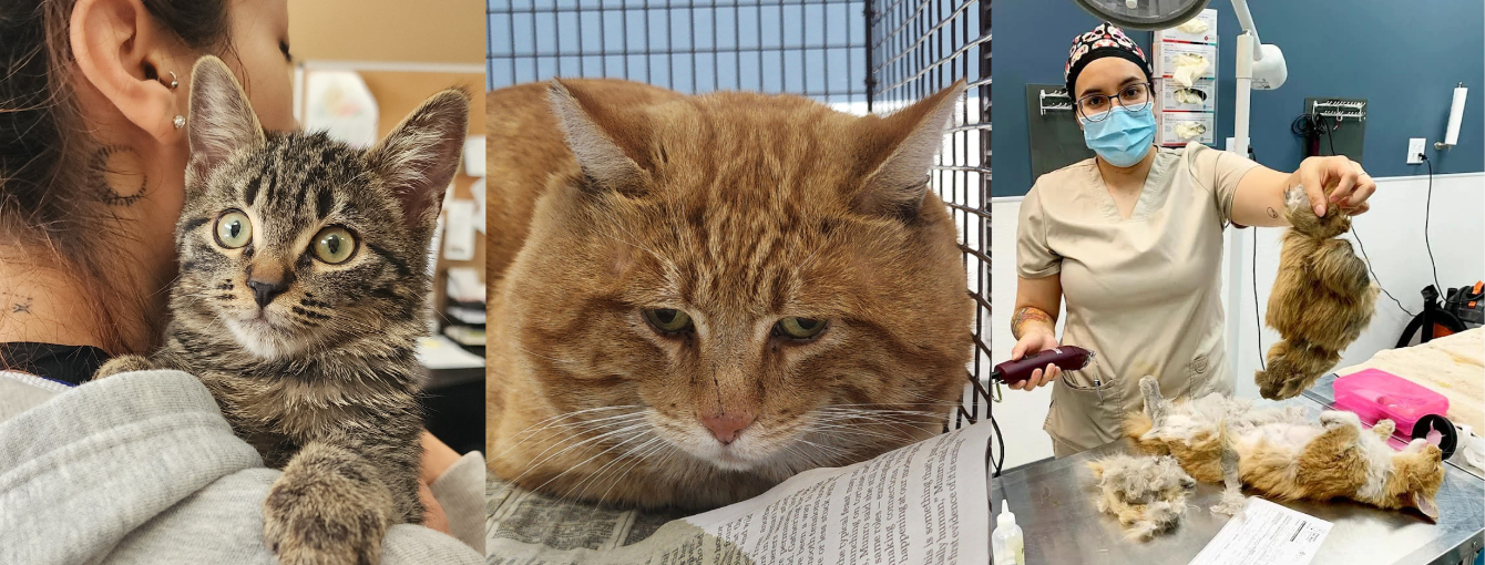 About the Ear Tips Are So Hot Right Meow campaign on Bonfire 3