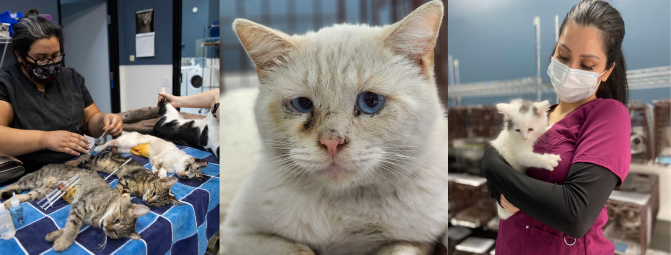 About the Ear Tips Are So Hot Right Meow campaign on Bonfire 1