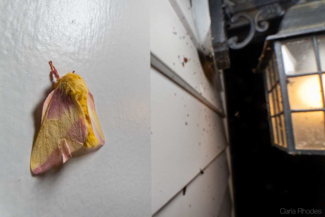 About the BEAT Rosy Maple Moth Shirt (black font) campaign on Bonfire 6