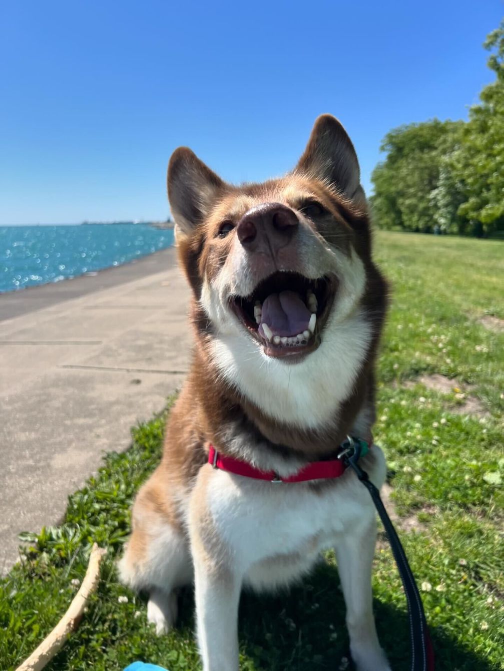 About the Leash Your F**king Dog! campaign on Bonfire 2