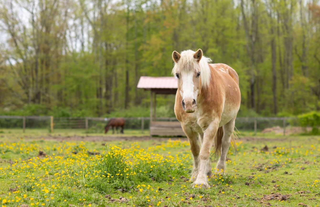 About the My Therapist Eats Hay Tee campaign on Bonfire 2
