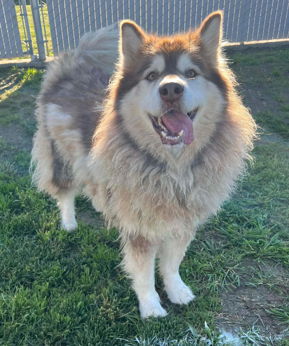 About the Cooking along campaign on Bonfire 2