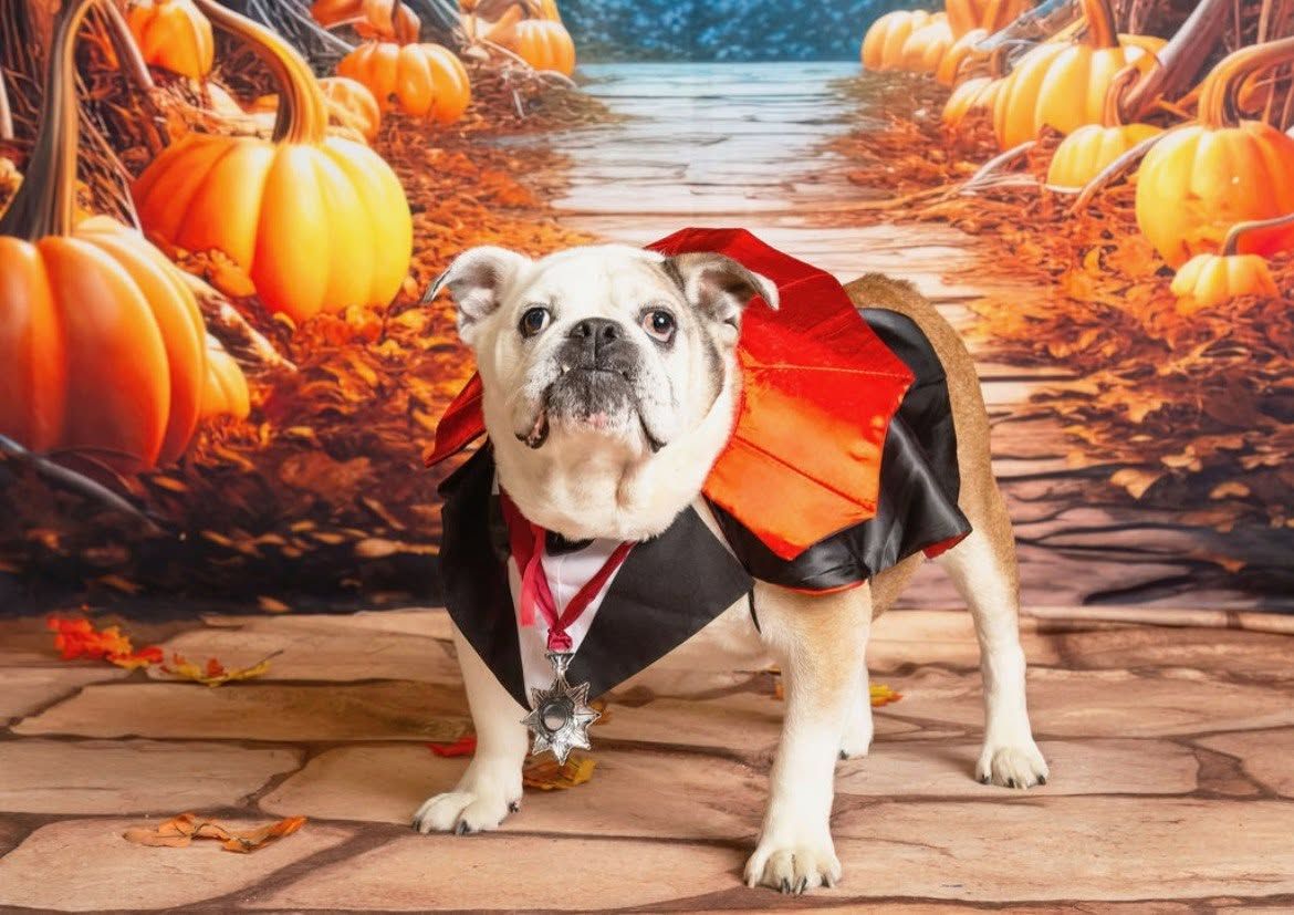 About the Bull-O-Ween's 20th anniversary campaign on Bonfire 2
