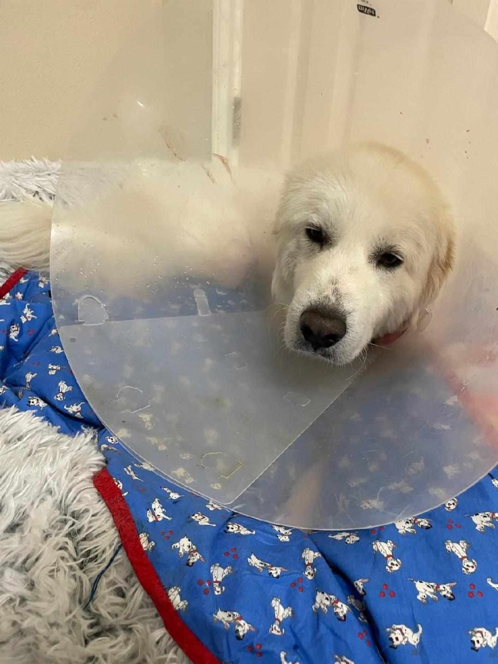 About the TGPR Puppy Yoga T! campaign on Bonfire 4