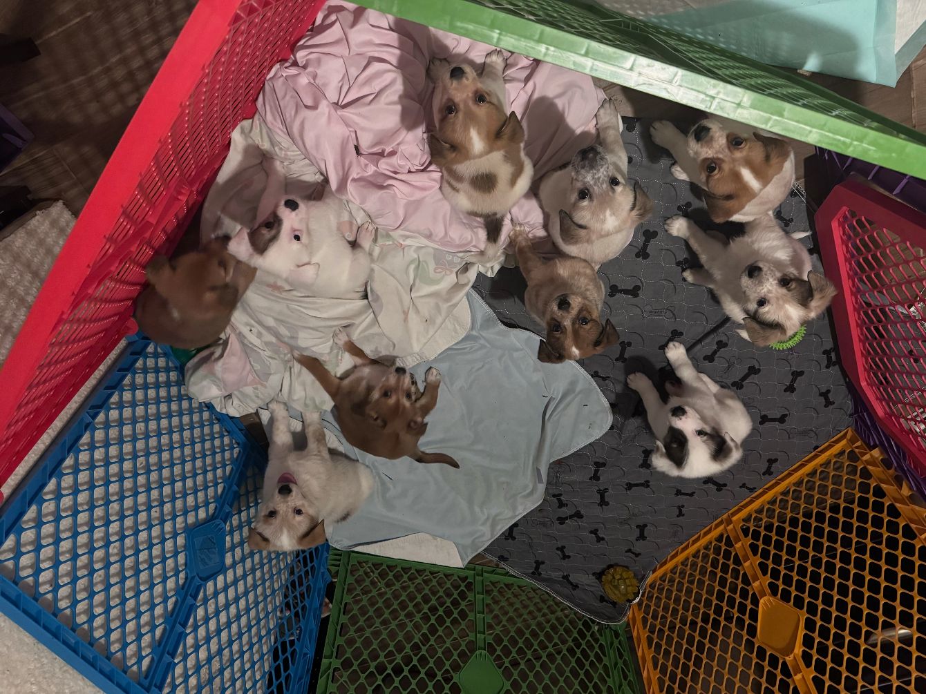 About the TGPR Puppy Yoga T! campaign on Bonfire 7