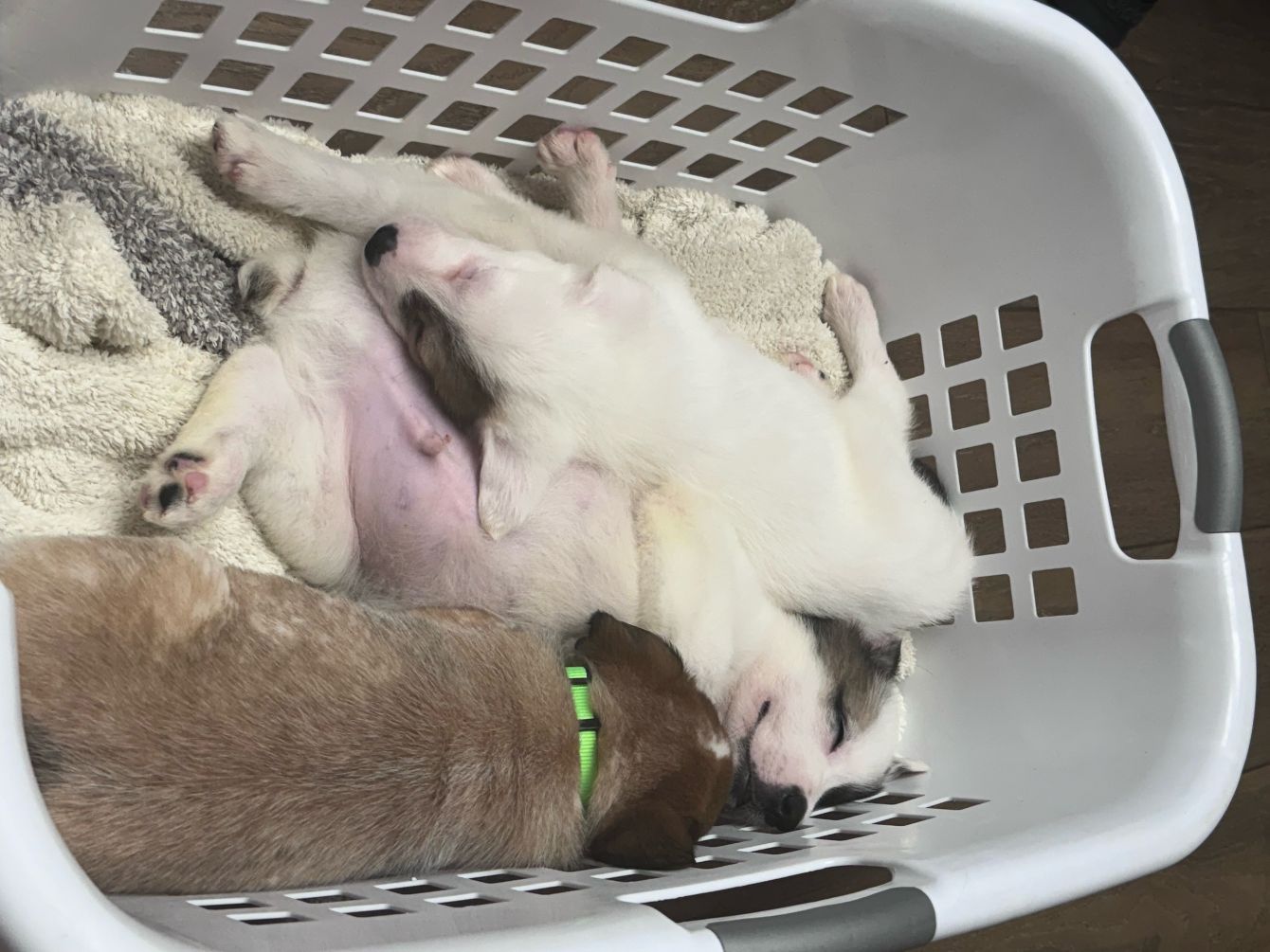 About the TGPR Puppy Yoga T! campaign on Bonfire 6